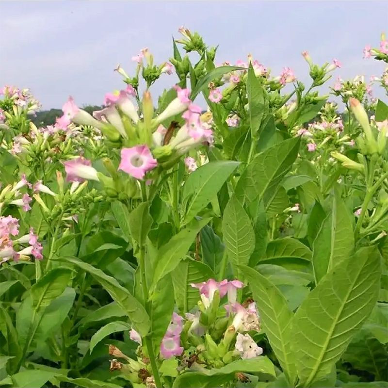 Tobacco seeds - Izmir / Lebanese strain - 100