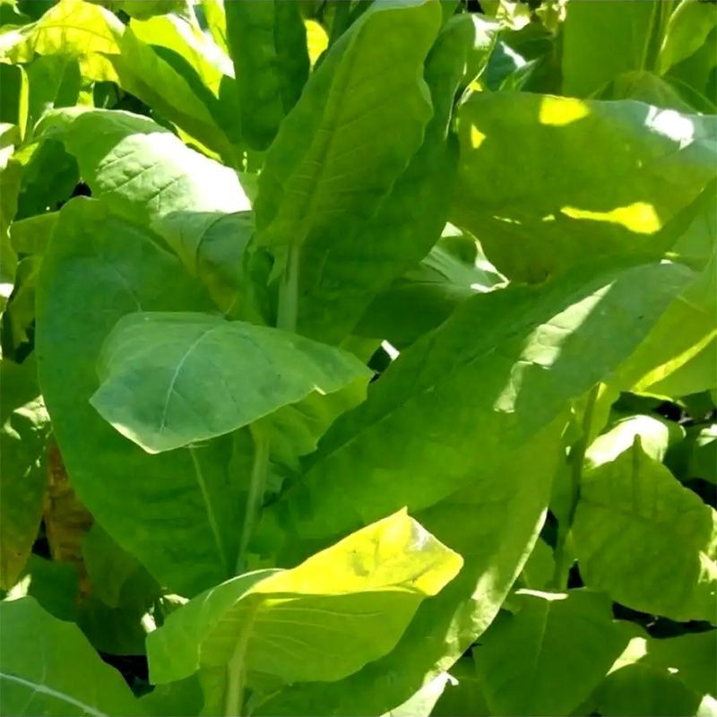 Tobacco seeds - Izmir / Lebanese strain - 100