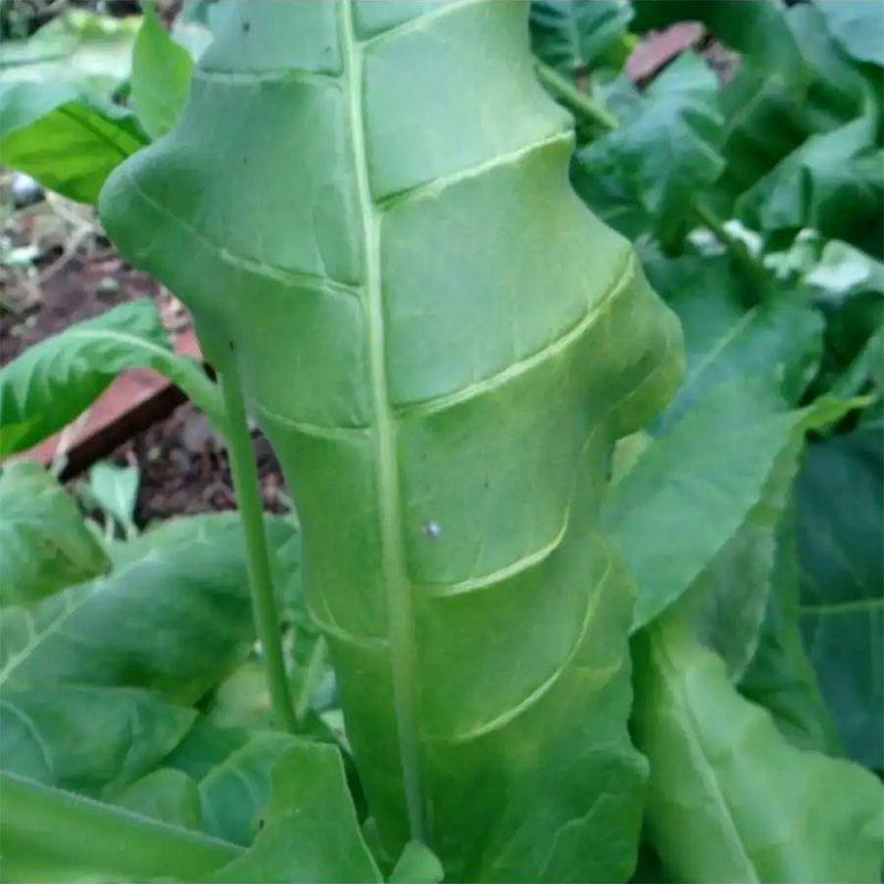 Tobacco seeds - Izmir / Lebanese strain - 100