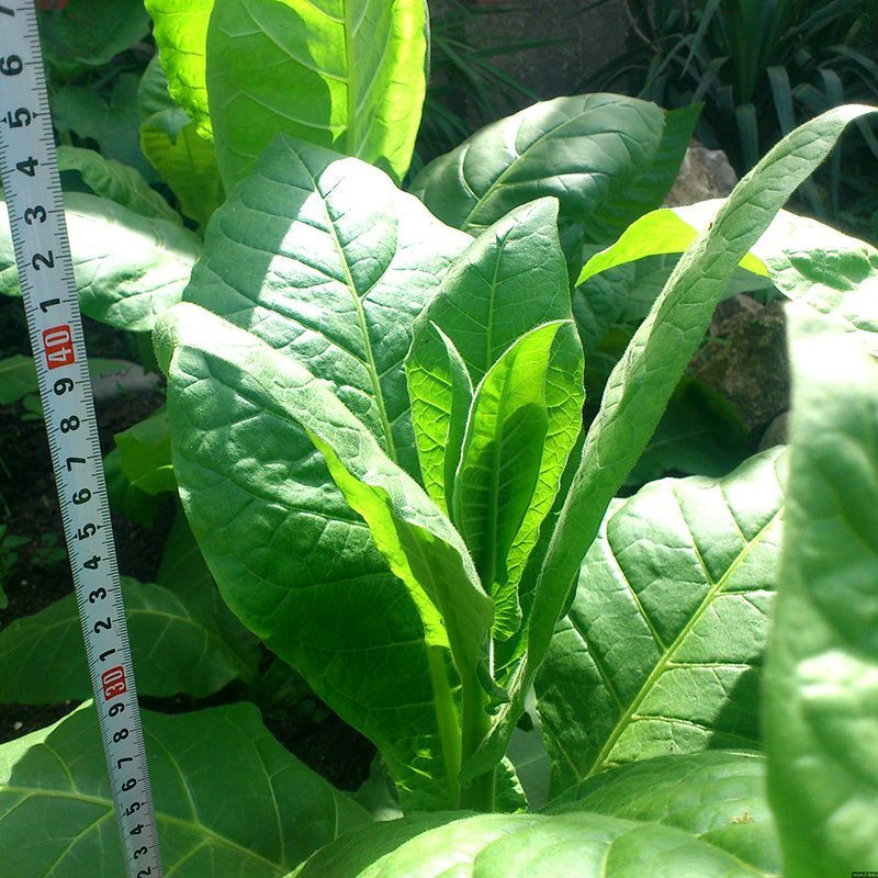 Tobacco seeds - Herzegovina Pulawska - 50