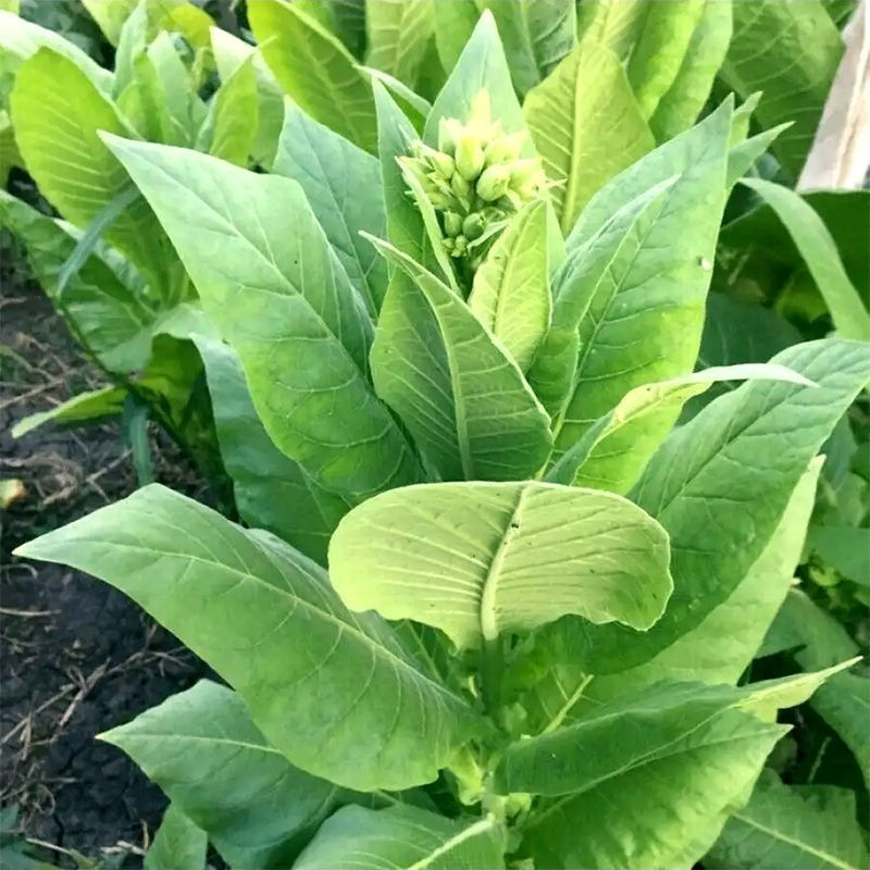 Tobacco seeds - Herzegovina Pulawska - 100