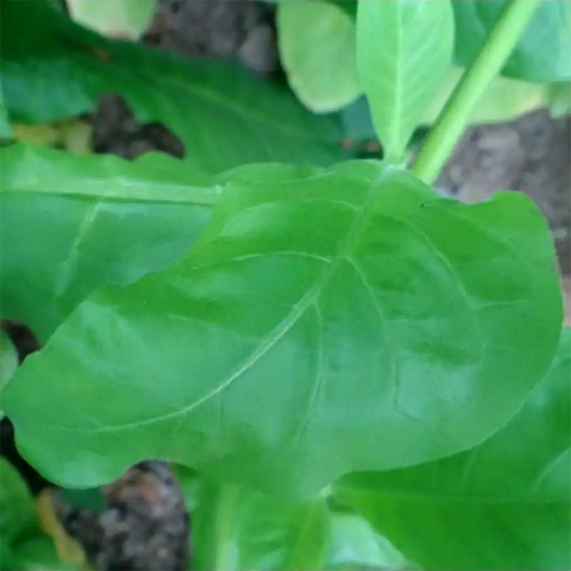 Tobacco seeds - Herzegovina Pulawska - 50