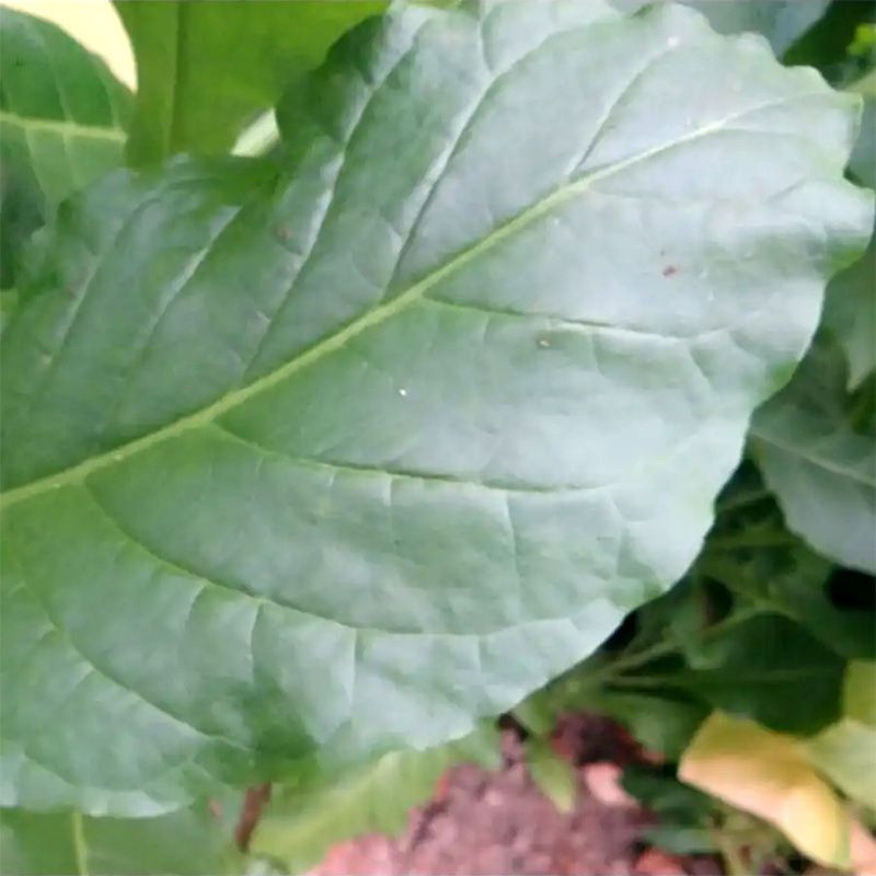 Tobacco seeds - Herzegovina Pulawska - 50