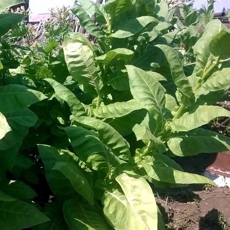 Tobacco seeds - Herzegovina Pulawska - 50