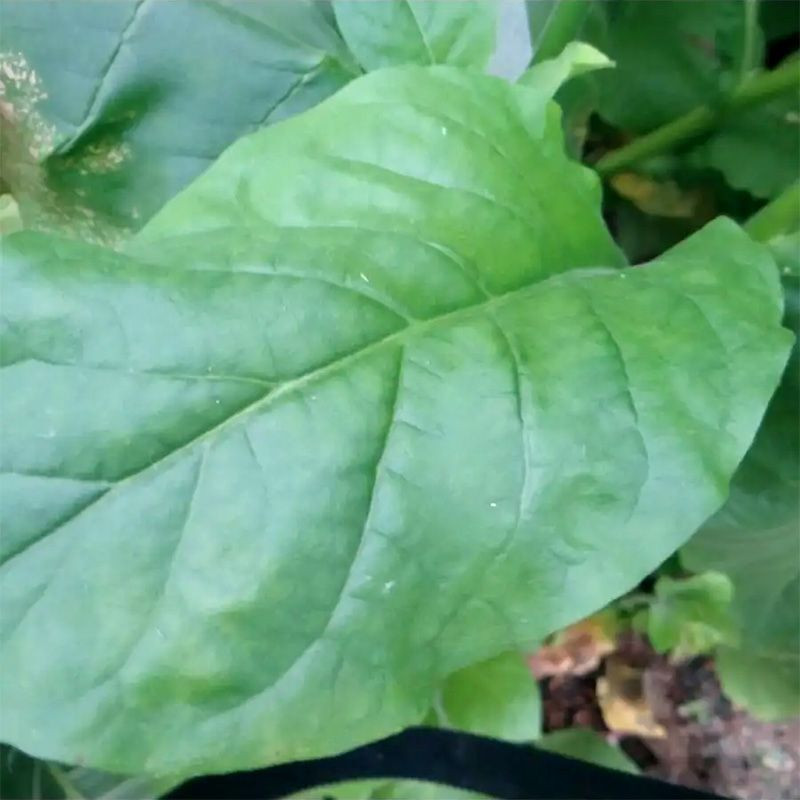 Tobacco seeds - Herzegovina Pulawska - 50