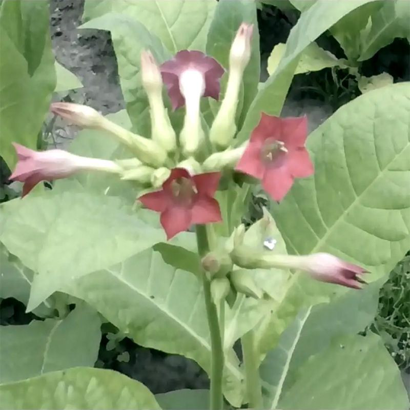 Tobacco seeds - Herzegovina Pulawska - 50
