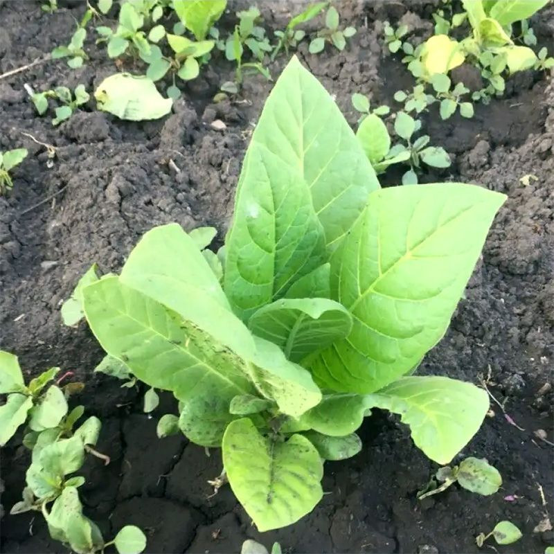 Tobacco seeds - Herzegovina Pulawska - 50