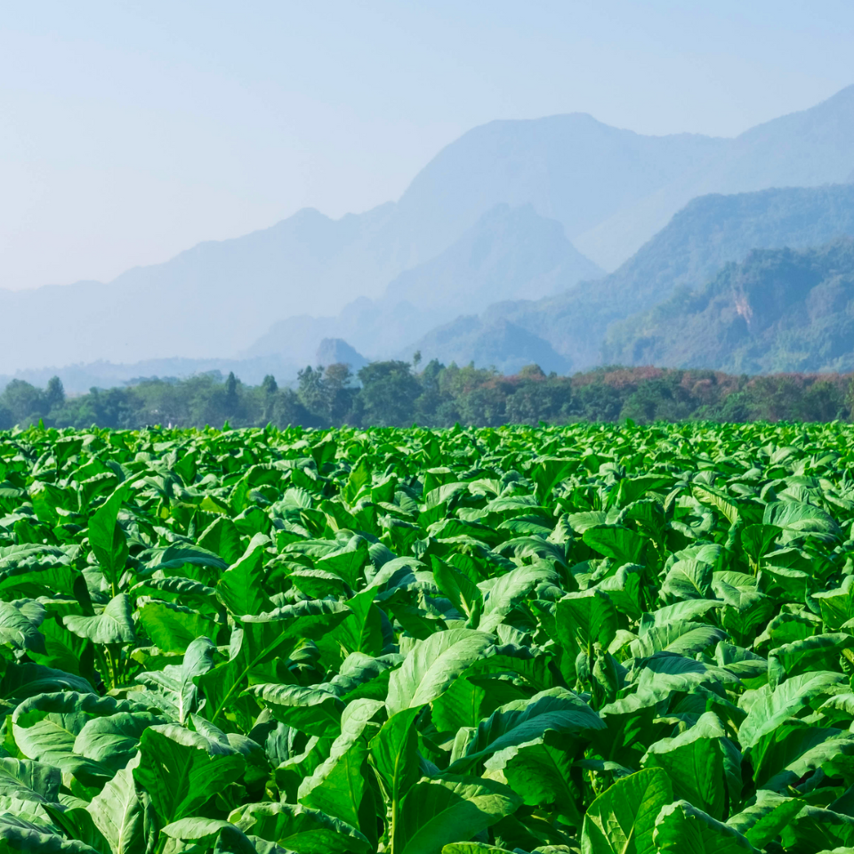 Tobacco seeds - Herzegovina Pulawska - 50