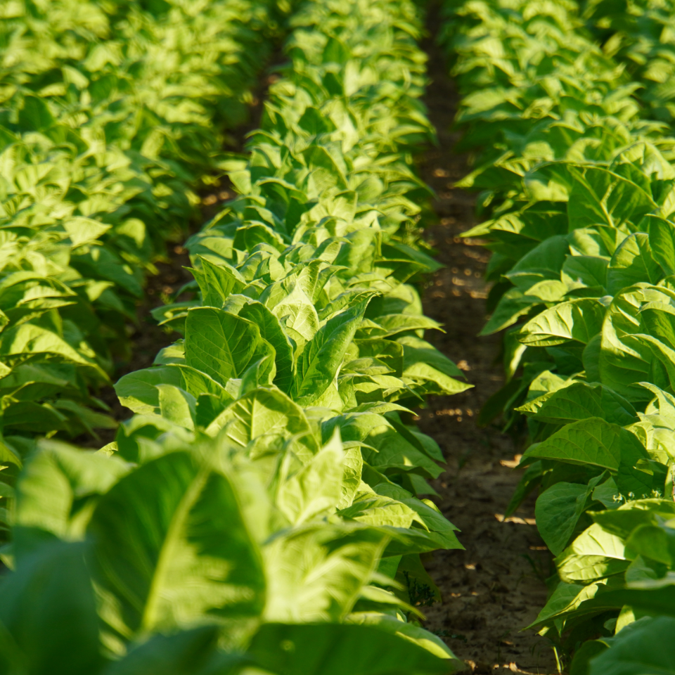Tobacco seeds - Herzegovina Pulawska - 50