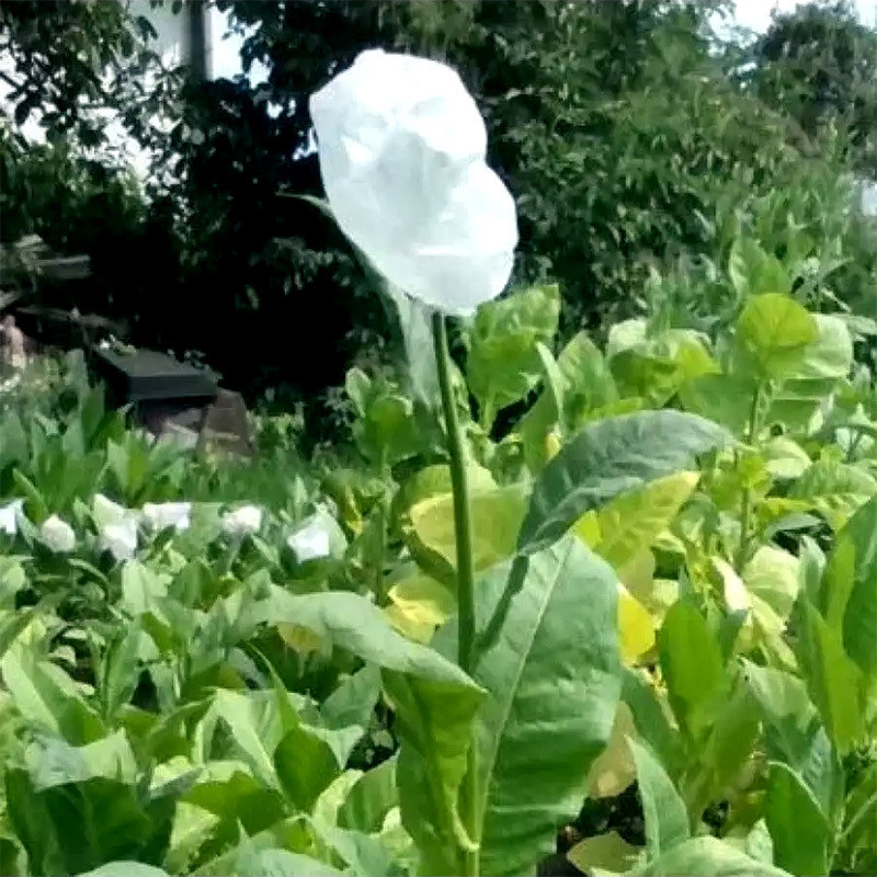 Tobacco seeds - Okinawa - 100