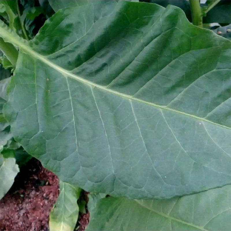 Tobacco seeds - Okinawa - 100