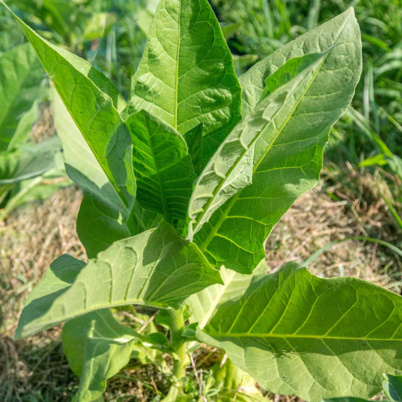 Tobacco seeds - Okinawa - 100