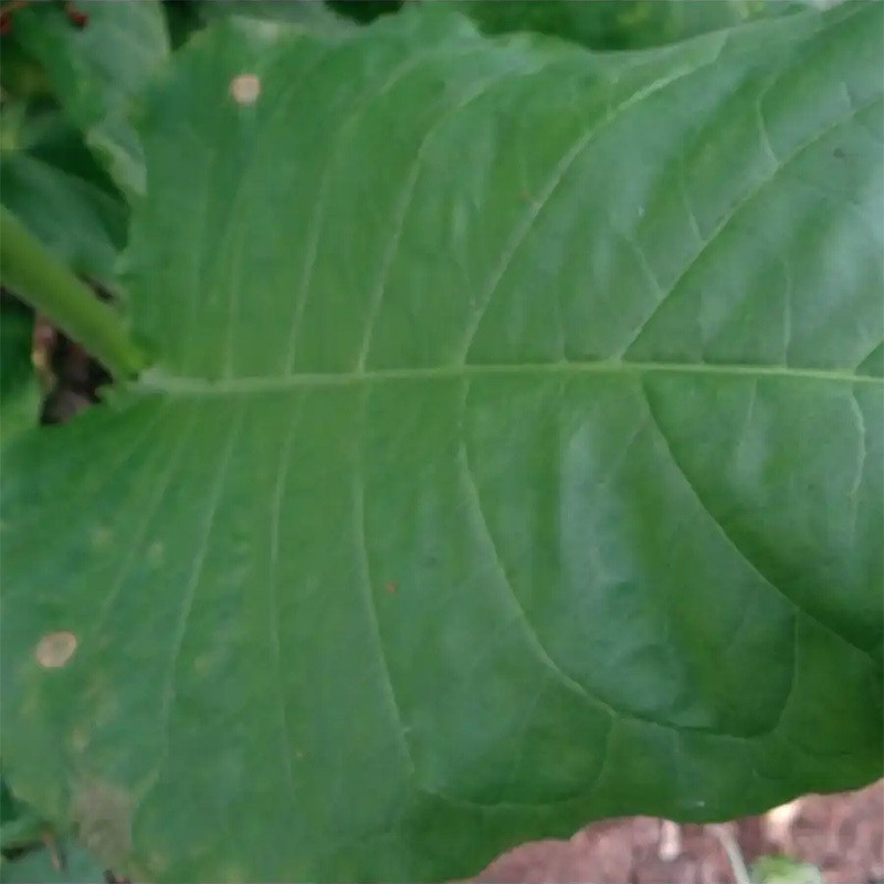 Tobacco seeds - Okinawa - 100