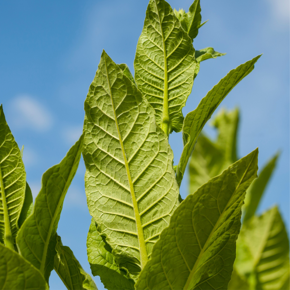 Tobacco seeds - Okinawa - 100