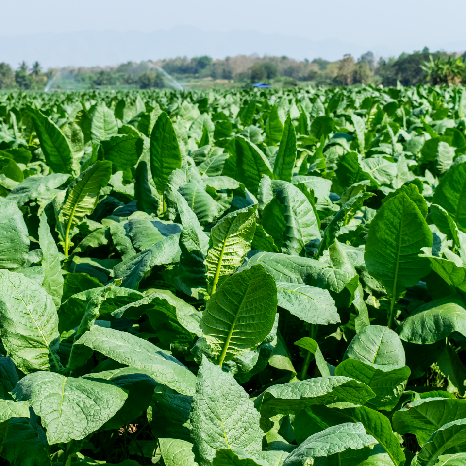 Tobacco seeds - Virginia Bulgarian - 300