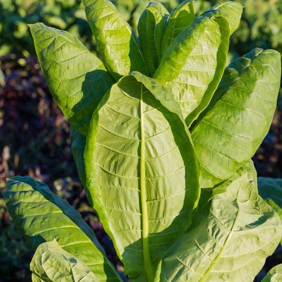 Tobacco seeds - Virginia Bulgarian - 300