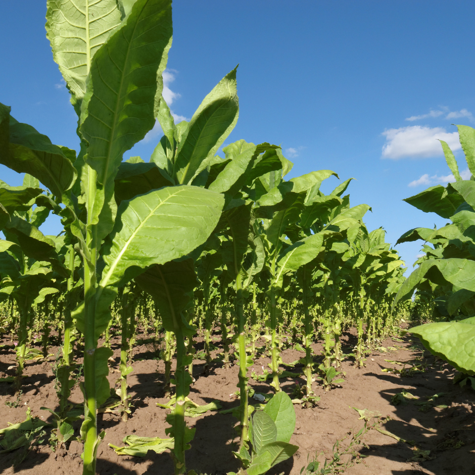 Tobacco seeds - Virginia Bulgarian - 300