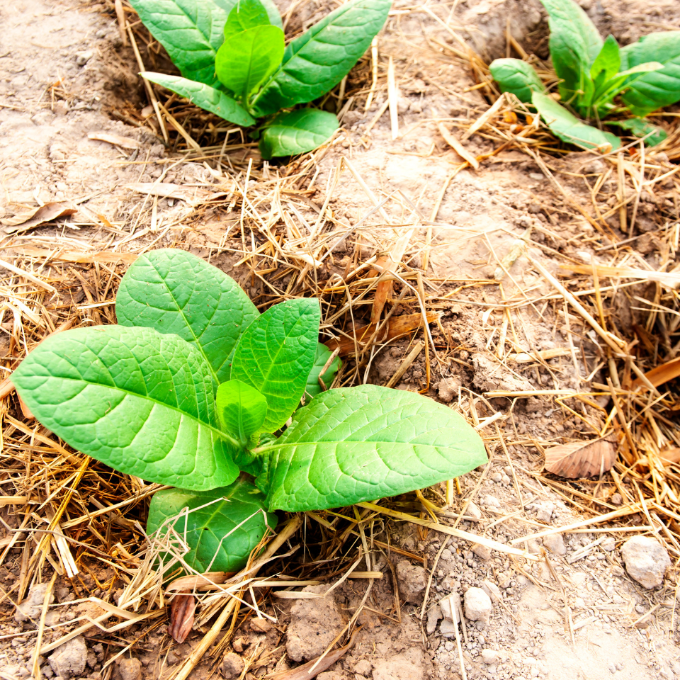 Tobacco seeds - Virginia Bulgarian - 100