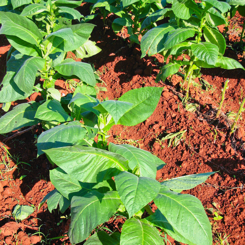 Tobacco seeds - Virginia Bulgarian - 300