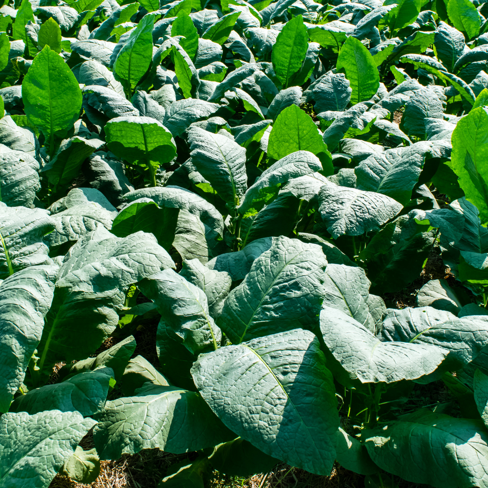 Tobacco seeds - Virginia Bulgarian - 300