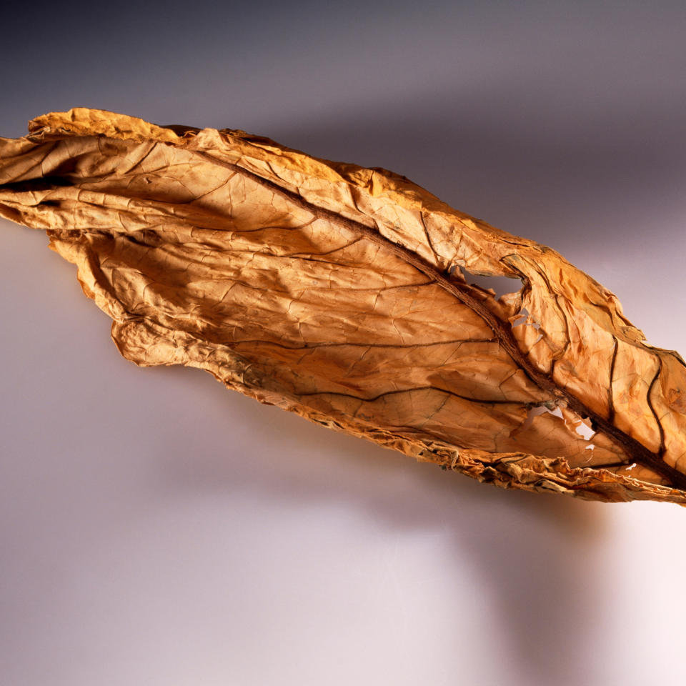 Tobacco seeds - Burley Krasnodarski (Krasnodar) - 50