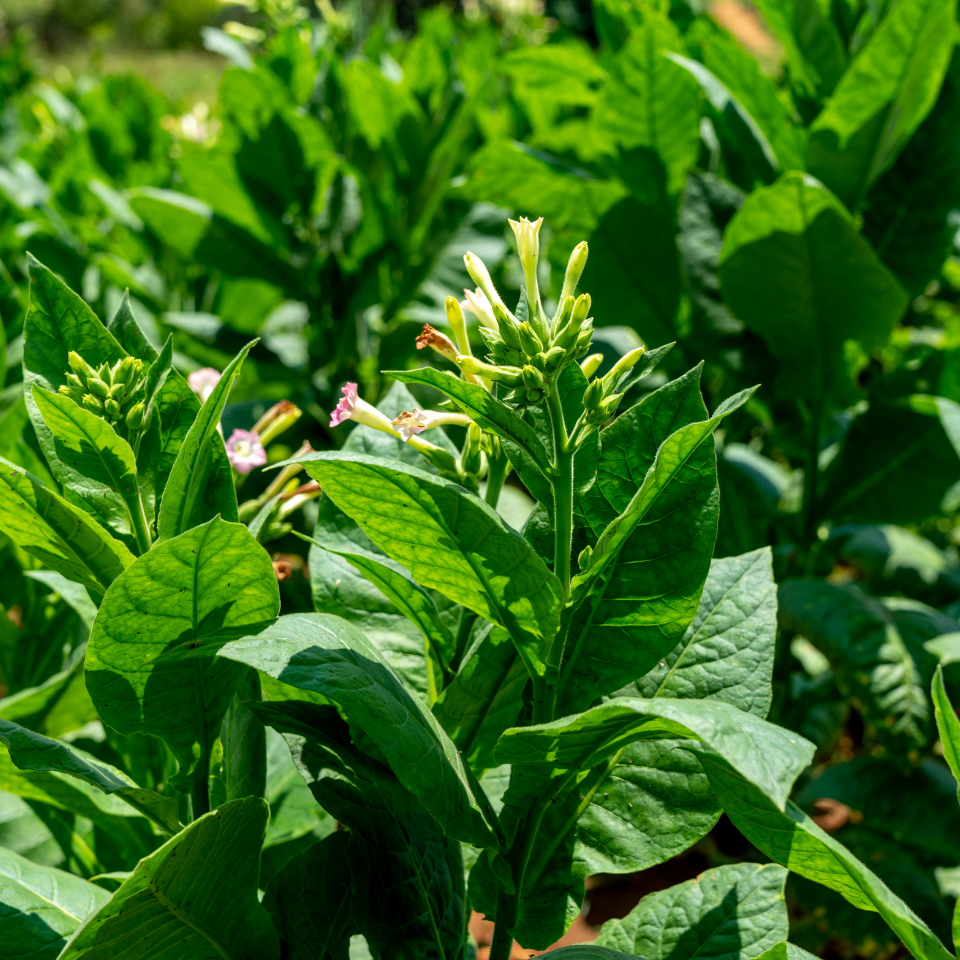 Tobacco seeds - Burley Krasnodarski (Krasnodar) - 50
