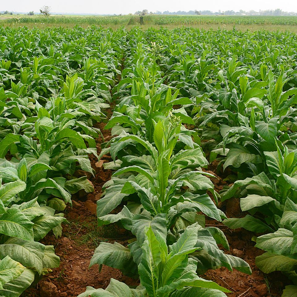 Tobacco seeds - Burley Krasnodarski (Krasnodar) - 50