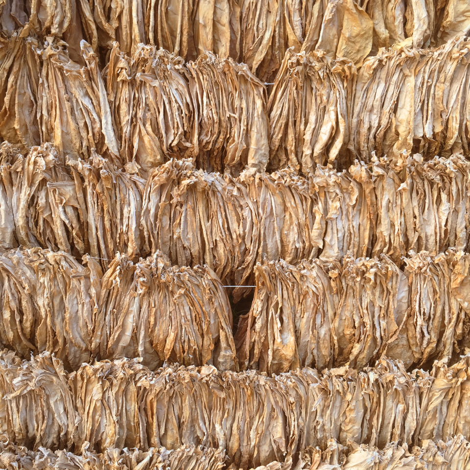 Tobacco seeds - Burley Krasnodarski (Krasnodar) - 50