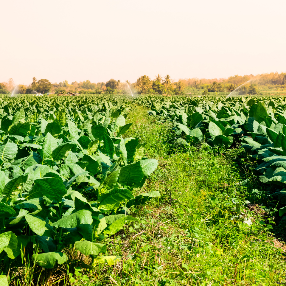 Tobacco seeds - Burley Krasnodarski (Krasnodar) - 50