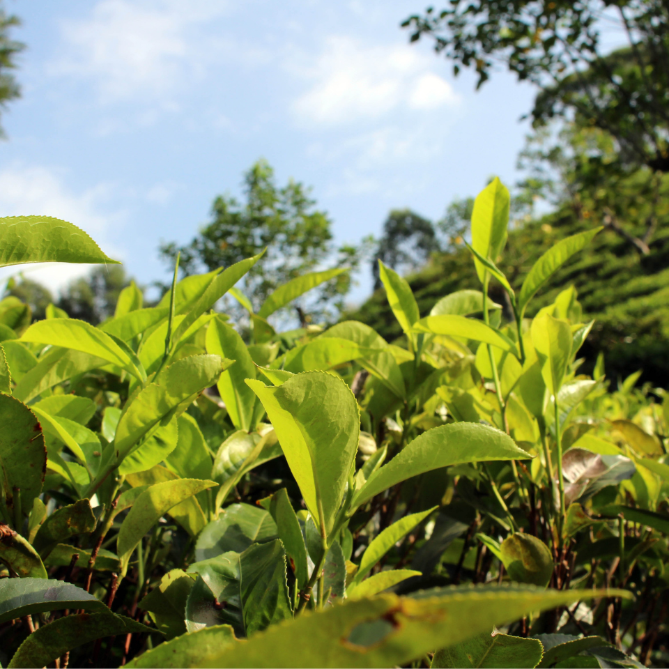 Tobacco seeds - Pergeu - 100