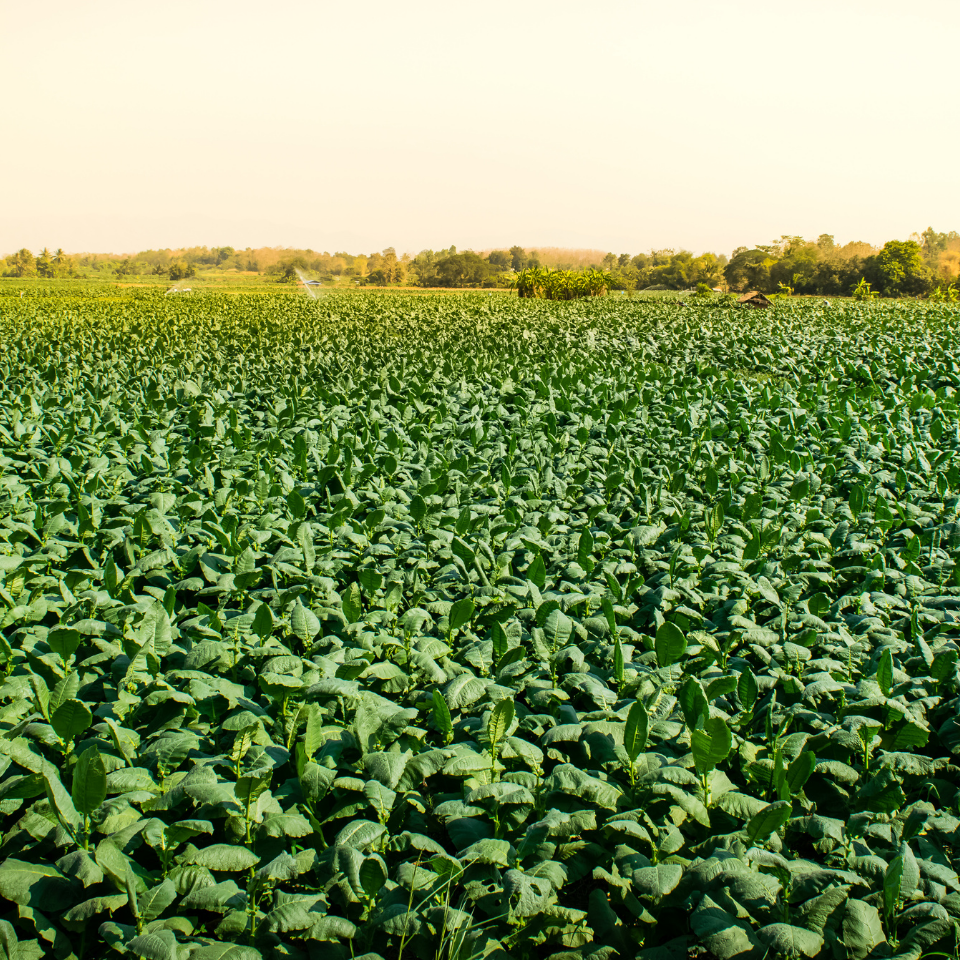 Tobacco seeds - Bucak - 100