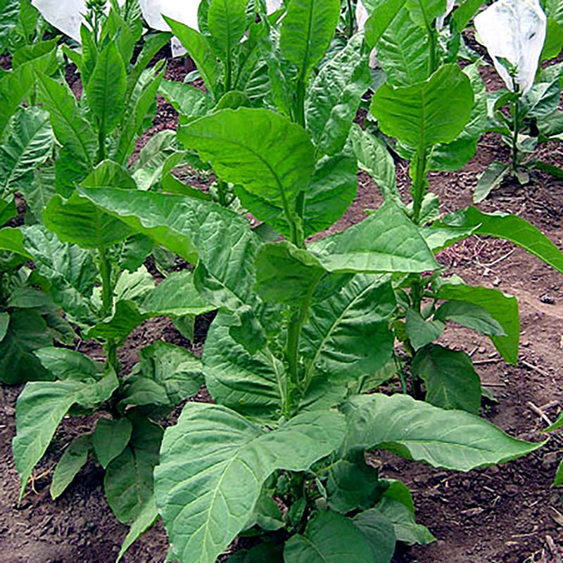 Tobacco seeds - Ravnjak - 100