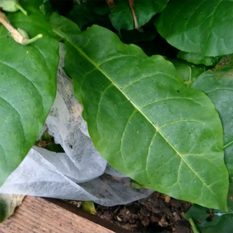Tobacco seeds - Virginia VA-116 - 300