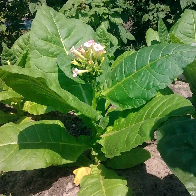 Tobacco seeds - Virginia VA-116 - 300