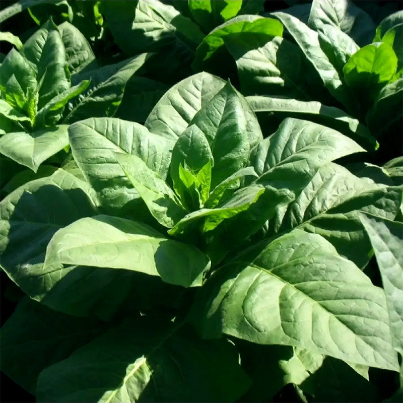 Tobacco seeds - Virginia VA-116 - 300