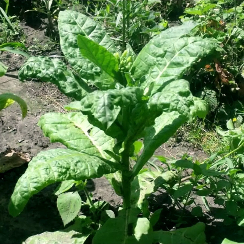 Tobacco seeds - Virginia VA-116 - 300