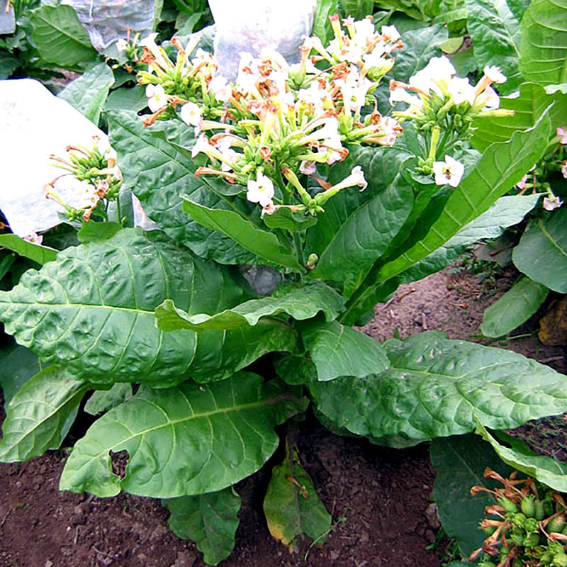 Tobacco seeds - Virginia VA-116 - 300