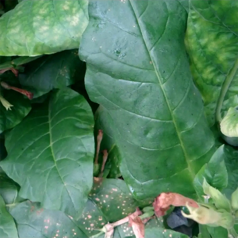 Tobacco seeds - Virginia VA-116 - 300