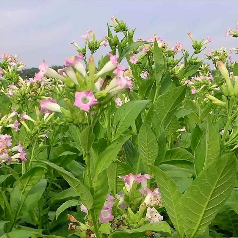 Tobacco seeds - Virginia VA-116 - 100