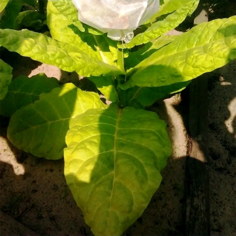 Tobacco seeds - Virginia VA-116 - 300