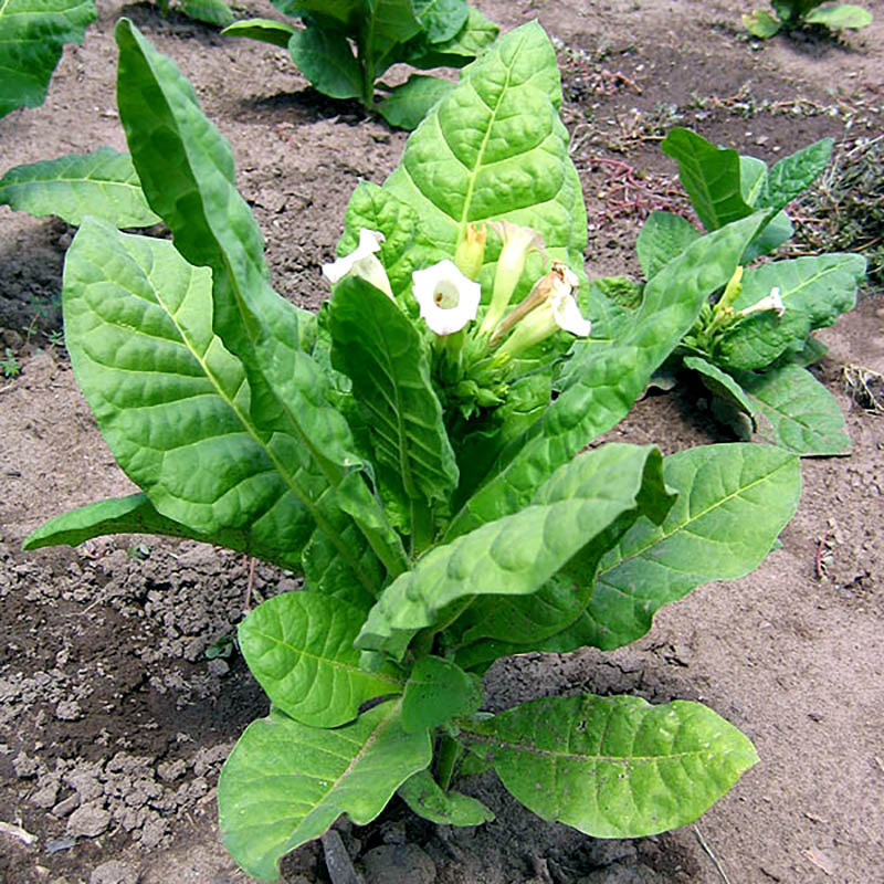 Tobacco seeds - Virginia VA-116 - 300