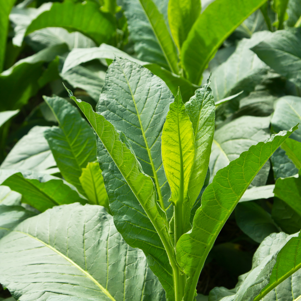 Tobacco seeds Oriental (OR) - 50