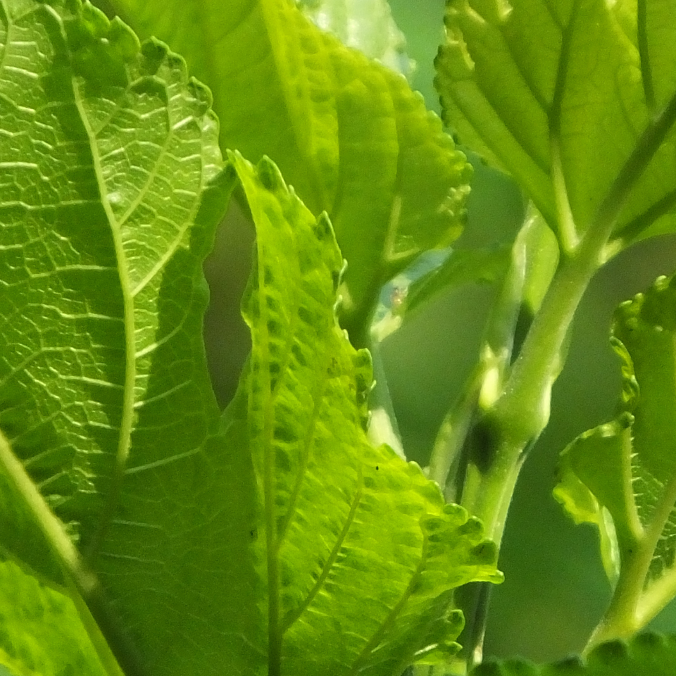 Tobacco seeds Oriental (OR) - 50