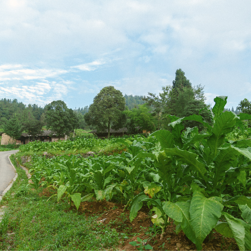 Tobacco seeds Oriental (OR) - 100