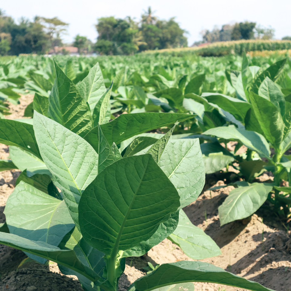 Tobacco seeds Oriental (OR) - 50