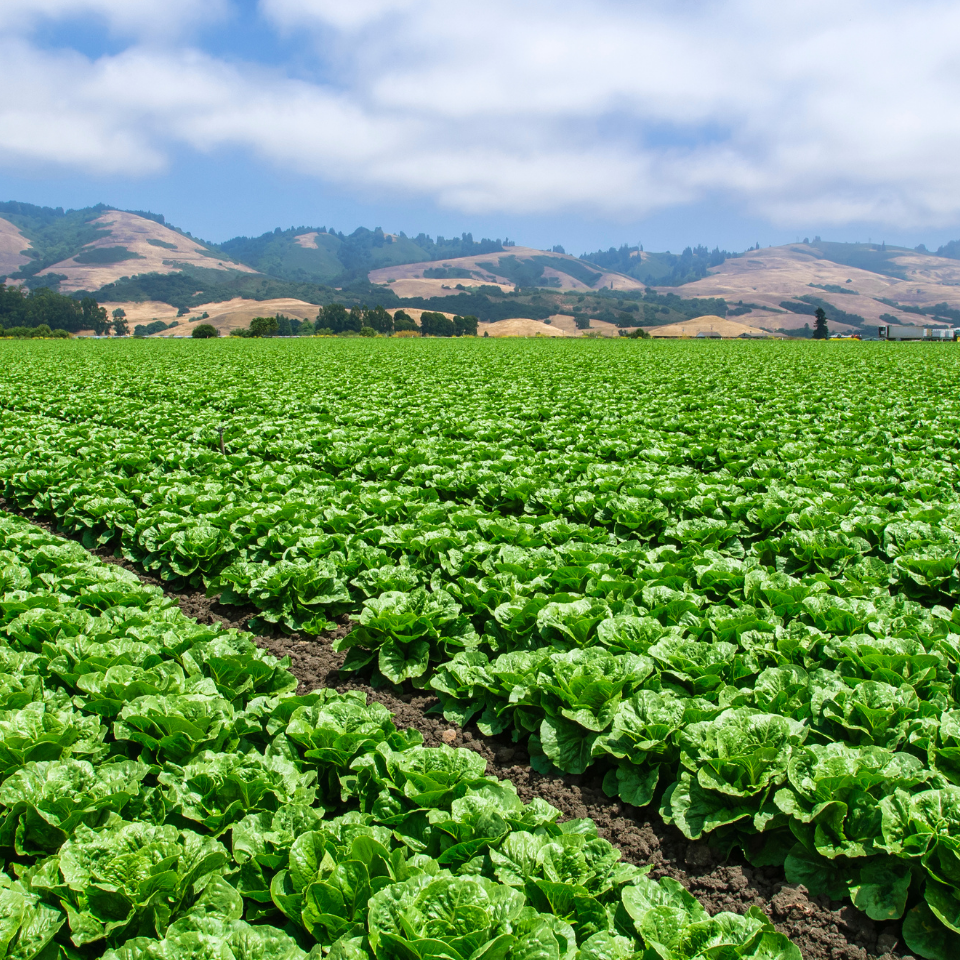 Tobacco seeds Oriental (OR) - 50