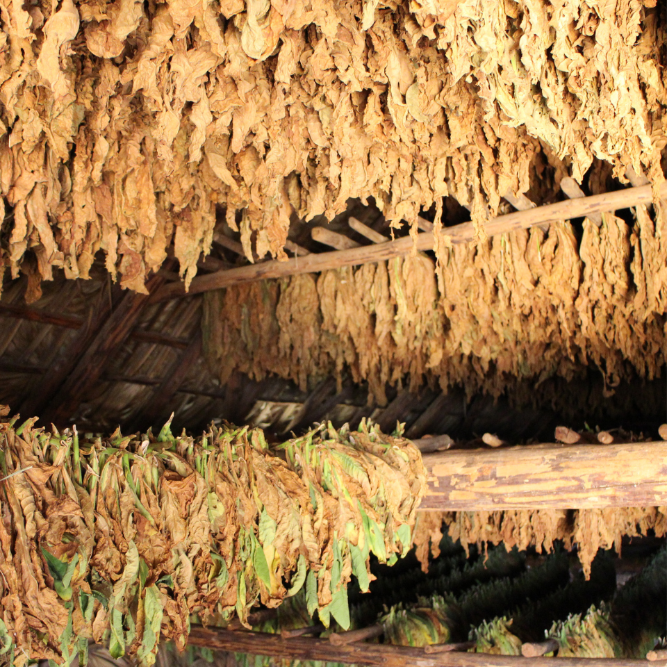 Tobacco seeds Oriental (OR) - 50
