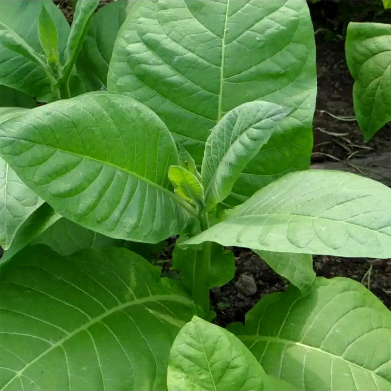 Tobacco seeds Sobolchski 15 - 100