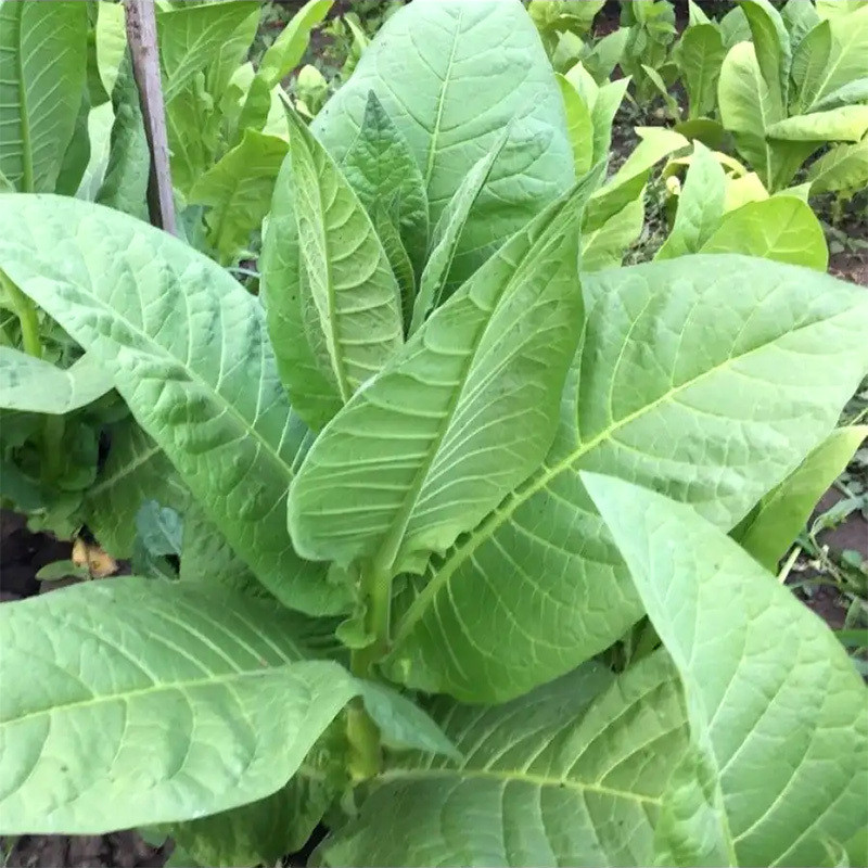 Tobacco seeds Sobolchski 15 - 50