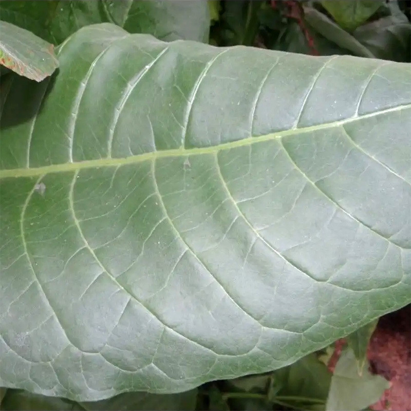 Tobacco seeds Sobolchski 15 - 50